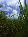 Sugar cane fields in Barbados vertical