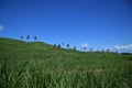Sugar Cane fields and coconut trees Royalty Free Stock Photo