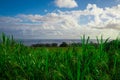 Sugar Cane Fields in Hawaii With Ocean in Background Royalty Free Stock Photo