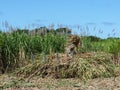 Sugar Cane Fields Royalty Free Stock Photo