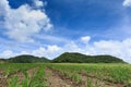 Sugar cane fields from Mauritius Island, Indian Ocean Royalty Free Stock Photo