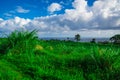 Sugar Cane Fields and ocean taken in Hawaii Royalty Free Stock Photo