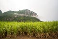 Sugar cane fields Royalty Free Stock Photo