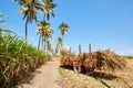 Sugar cane fields at reunion island Royalty Free Stock Photo