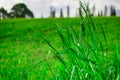 Sugar Cane Fields and rolling hill in Hawaii