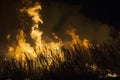 Sugar cane fire Royalty Free Stock Photo