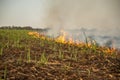 Sugar cane Fire plantation Royalty Free Stock Photo