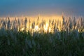 Sugar cane flower