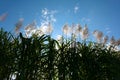 Sugar cane flower Sunrise,Beauty blue sky Royalty Free Stock Photo