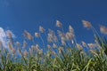 Sugar cane flower Sunrise,Beauty blue sky Royalty Free Stock Photo