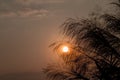 Sugar cane flower Sunrise,Beauty blue sky and clouds Royalty Free Stock Photo