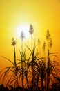 Sugar cane flower Royalty Free Stock Photo