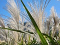 Sugar cane flowers soar in the wind under a clear sky Royalty Free Stock Photo