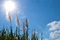 Sugar cane flowers Royalty Free Stock Photo