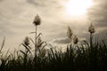 Sugar Cane Flowers Royalty Free Stock Photo