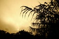 Sugar cane foliage at sunset