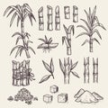 Sugar cane. Fresh sugar harvest agriculture plantation vector hand drawn plants