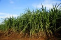 Sugar Cane Royalty Free Stock Photo