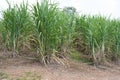 Sugar cane growing in the field Royalty Free Stock Photo