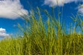 Sugar cane grows tall in the sunshine of Barbados