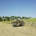 Sugar cane harvest Royalty Free Stock Photo