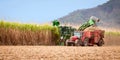 Sugar cane harvest Royalty Free Stock Photo