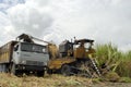 Sugar cane harvest in CUBA Royalty Free Stock Photo