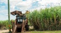 A Sugar Cane Harvester For Sale