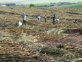 Sugar cane harvesting