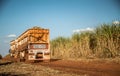 Sugar cane hasvest plantation field Royalty Free Stock Photo