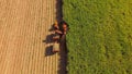 Sugar cane hasvest plantation field Royalty Free Stock Photo