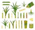 Sugar cane isolated cartoon set icon. Vector cartoon set icon sugarcane. Vector illustration sugar cane on white