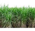Sugar cane isolated on white background and cliping path Royalty Free Stock Photo