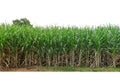Sugar cane isolated on white background and cliping path Royalty Free Stock Photo