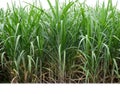 Sugar cane isolated on white background and cliping path Royalty Free Stock Photo