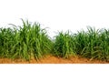 Sugar cane isolated on white background and cliping path Royalty Free Stock Photo