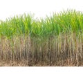Sugar cane isolated on white background and cliping path Royalty Free Stock Photo