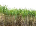 Sugar cane isolated on white background and cliping path Royalty Free Stock Photo