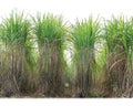 Sugar cane isolated on white background and cliping path Royalty Free Stock Photo