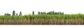 Sugar cane isolated on white background and cliping path Royalty Free Stock Photo