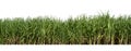 Sugar cane isolated on white background and cliping path Royalty Free Stock Photo