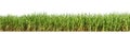 Sugar cane isolated on white background and cliping path Royalty Free Stock Photo