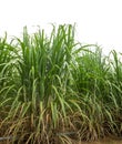 Sugar cane isolated on white background and cliping path . Royalty Free Stock Photo
