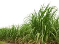 Sugar cane isolated on white background and cliping path . Royalty Free Stock Photo