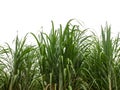 Sugar cane isolated on white background and cliping path . Royalty Free Stock Photo