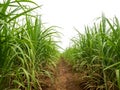 Sugar cane isolated on white background and cliping path . Royalty Free Stock Photo