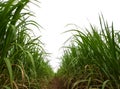 Sugar cane isolated on white background and cliping path . Royalty Free Stock Photo