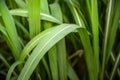 Sugar cane leaf Sugarcane leaf Royalty Free Stock Photo