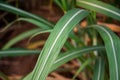 Sugar cane leaf Sugarcane leaf. Royalty Free Stock Photo