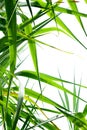 Sugar cane leaf background Royalty Free Stock Photo